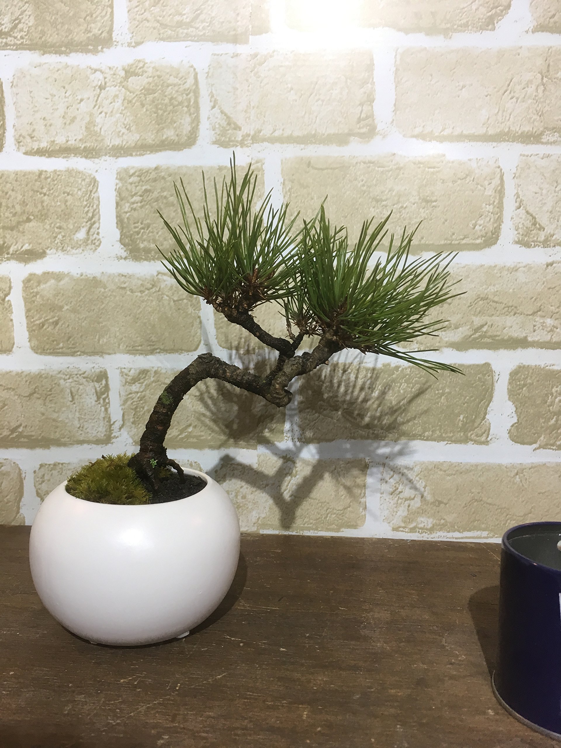 赤松　山採り　横幅約90センチ Amazon.co.jp: 赤松 盆栽 山採り素材 : DIY・工具・ガーデン